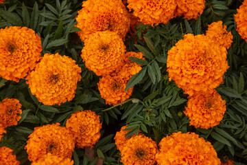 Bright orange cempasuchil flower for the Traditional Day of the Dead Celebration. 