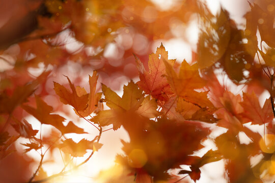Maple leaves on tree in fall