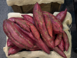 食品サンプル　サツマイモ