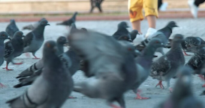 pigeons on the beach