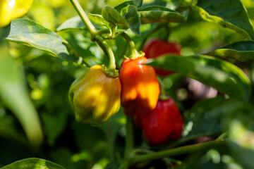 Ripe Chili Peppers on the Plant
