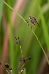 A robber fly, Asilidae on grass