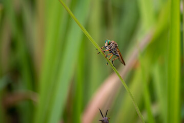 A robber fly, Asilidae on grass