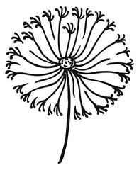 Dandelion doodle. Black floral icon. Spring symbol