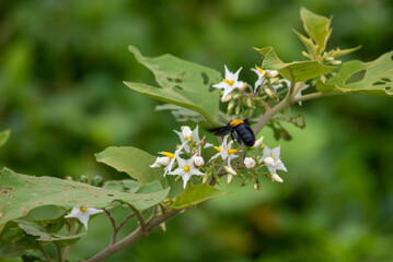 Xylocopa aestuans, or Xylocopa or Koptortosoma aestuans, is a species of carpenter bee. It is widely distributed in Indonesia