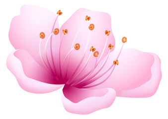 Pink petal flower. Realistic floral design element
