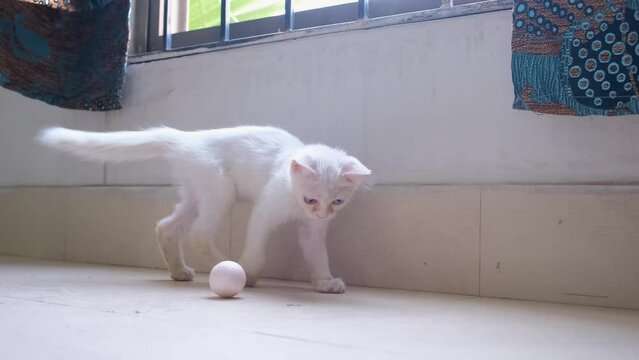 little kitten playing with a white ball. Long shot slow motion tracking a small cat around the apartment playing with small ball.