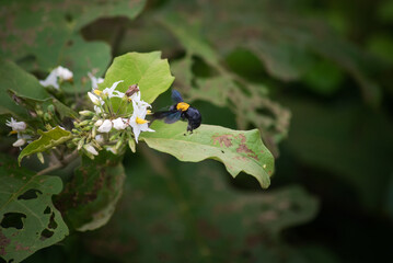 Xylocopa aestuans, or Xylocopa or Koptortosoma aestuans, is a species of carpenter bee. It is widely distributed in Indonesia