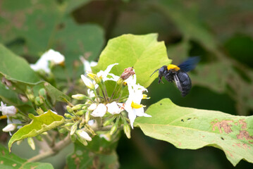 Xylocopa aestuans, or Xylocopa or Koptortosoma aestuans, is a species of carpenter bee. It is widely distributed in Indonesia