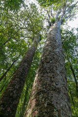 Tall and majestic kauri trees in the Waipoua Forest, North Island of New Zealand