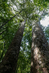 Fototapeta premium Tall and majestic kauri trees in the Waipoua Forest, North Island of New Zealand