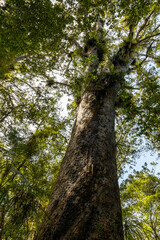 Tall and majestic kauri trees in the Waipoua Forest, North Island of New Zealand
