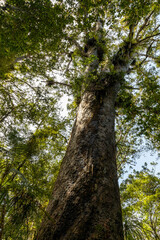 Obraz premium Tall and majestic kauri trees in the Waipoua Forest, North Island of New Zealand