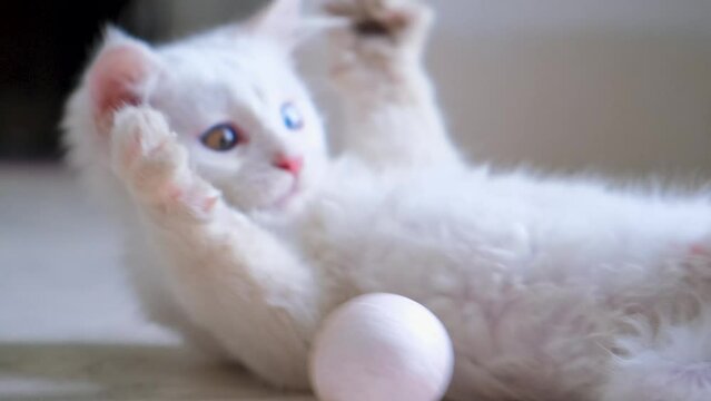 Energetic little kitten playing with a white ball. Long shot slow motion tracking a small cat around the apartment playing with small ball.