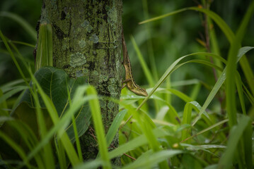 Calotes versicolor, The oriental garden lizard, eastern garden lizard, Indian garden lizard, common...