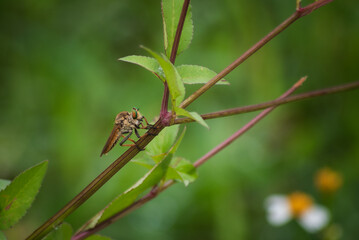 Close up photo of the robber fly relaxing waiting for prey on a blade of grass