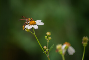 Obraz premium Delta esuriens is a species of potter wasp found in Indonesia, belonging to the Vespidae family