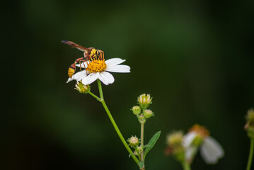 Delta esuriens is a species of potter wasp found in Indonesia, belonging to the Vespidae family