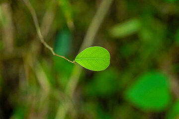 Single leaf background,
Single leaf on tree branch in spring