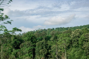 Landscape dense forest view from high angle with blue sky and some clouds.