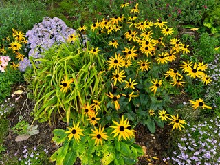 Yellow and Mauve flowers, set amongst greenery on the outskirts of, Bradford, UK © derek oldfield