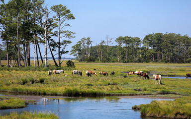 Wild horses in the wetland in Chincoteague National Wildlife Refuge, Assateague Island National...