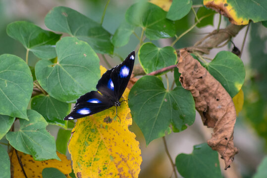 Male butterfly of  Hypolimnas bolina, the great eggfly, common eggfly, varied eggfly, or the blue moon butterfly, is a species of nymphalid butterfly found in Java, Indonesia