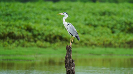 grey heron or Ardea cinerea portrait perched on tree