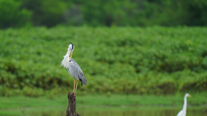 grey heron or Ardea cinerea portrait perched on tree