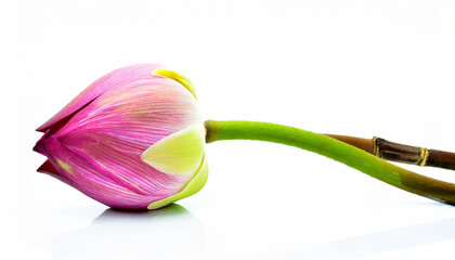 lotus flower isolated on white