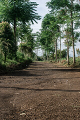 Gravel path with some trees around on a daylight.
