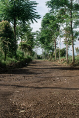 Gravel path with some trees around on a daylight.