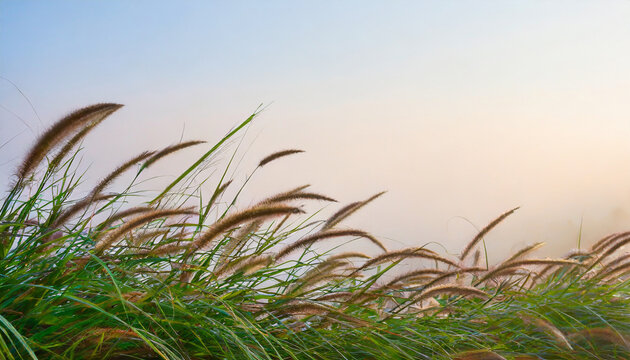 soft gently wind grass flowers in aesthetic nature of early morning misty sky background soft and blurred image of autumn nature in pastel tone