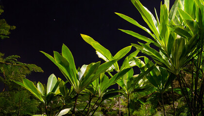 Fototapeta na wymiar tropical forest foliage plants bushes dark night