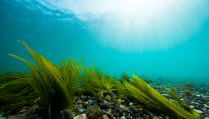 underwater view of seeweed