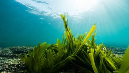 Fototapeta na wymiar underwater view of seeweed