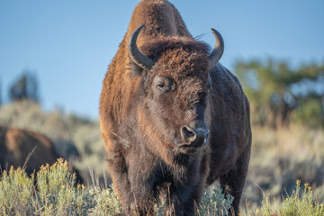 Fototapeta premium Close-up of American Bison grazing in Lamar Valley, Yellowstone National Park