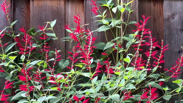 4K HD video of many honey bees collecting pollen from blooming red pineapple sage flowers.
