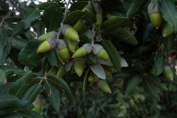 Close-up of acorns on a holm oak, Quercus ilex