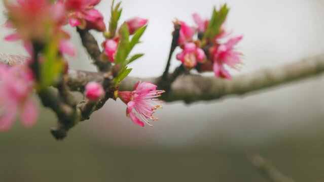 Blooming Peach Tree In The Garden. Branch With Beautiful Pink Spring Apricot Flowers On A Tree. Close up.