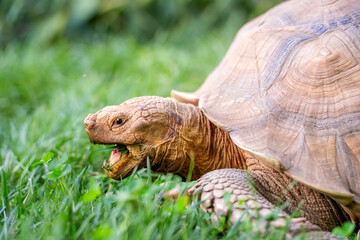Close up of a sulcata tortoise eating grass.