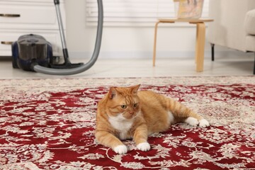 Cute ginger cat lying on carpet at home