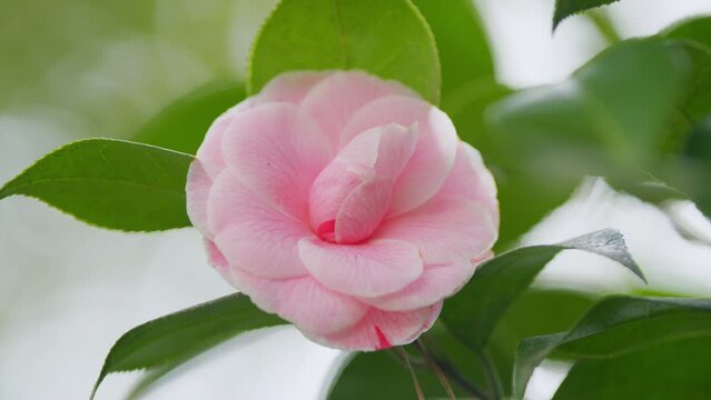 Pink Camellia Japonica. April Dawn Blush. Species Of Camellia. Rose Form Flower In Garden Bloom Under Sun. Close up.