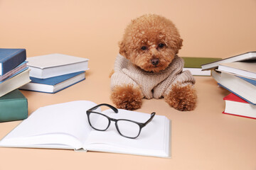 Cute Maltipoo dog in knitted sweater surrounded by many books on beige background