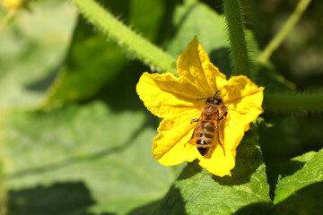 Honeybee collecting nectar from yellow flower outdoors, closeup. Space for text