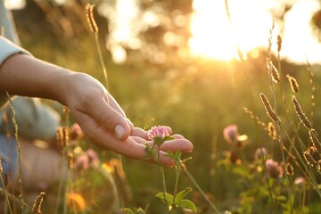Woman walking through meadow and touching beautiful clover flower at sunset, closeup. Space for text - obrazy, fototapety, plakaty