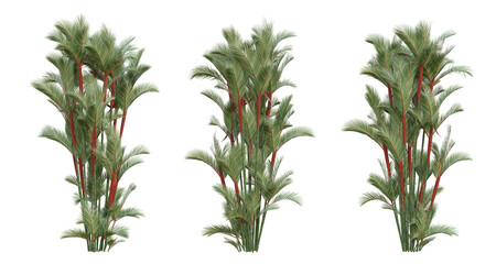 Cyrtostachys renda palm tree on transparent background, tropical plant, 3d render illustration. - obrazy, fototapety, plakaty
