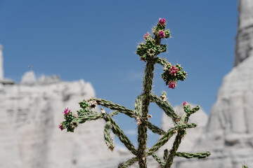 Cholla Cactus in foreground of Plaza Blanca in New Mexico