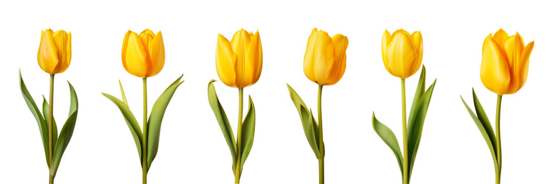 Yellow tulip flower collection isolated on a transparent background