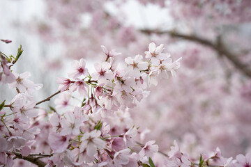 A NZ honey bee flies into spring cherry blossom flowers